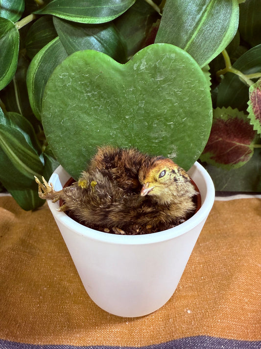 Quail Hatchling (6 pcs.)