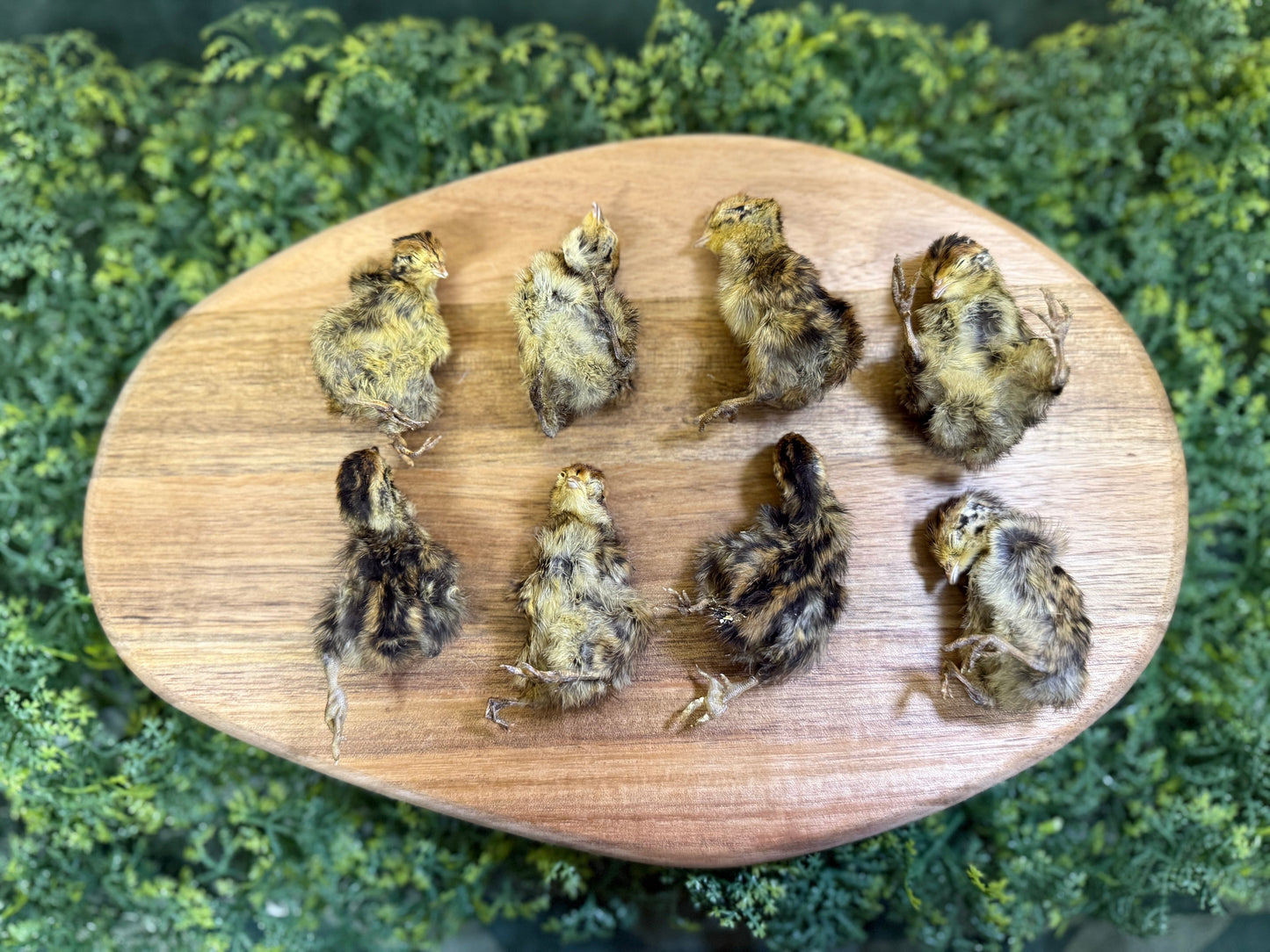 Quail Hatchling (6 pcs.)